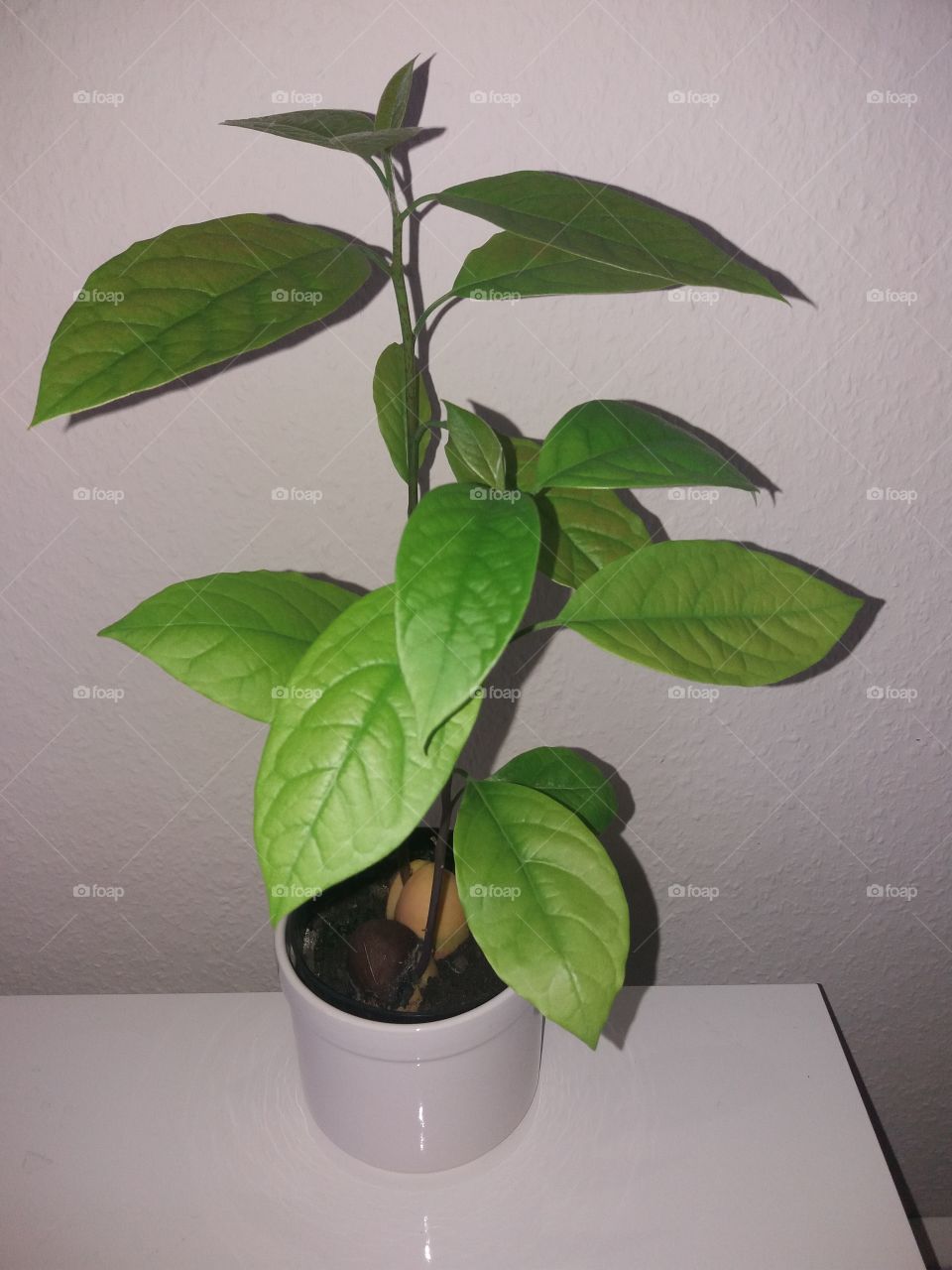 avacado plant