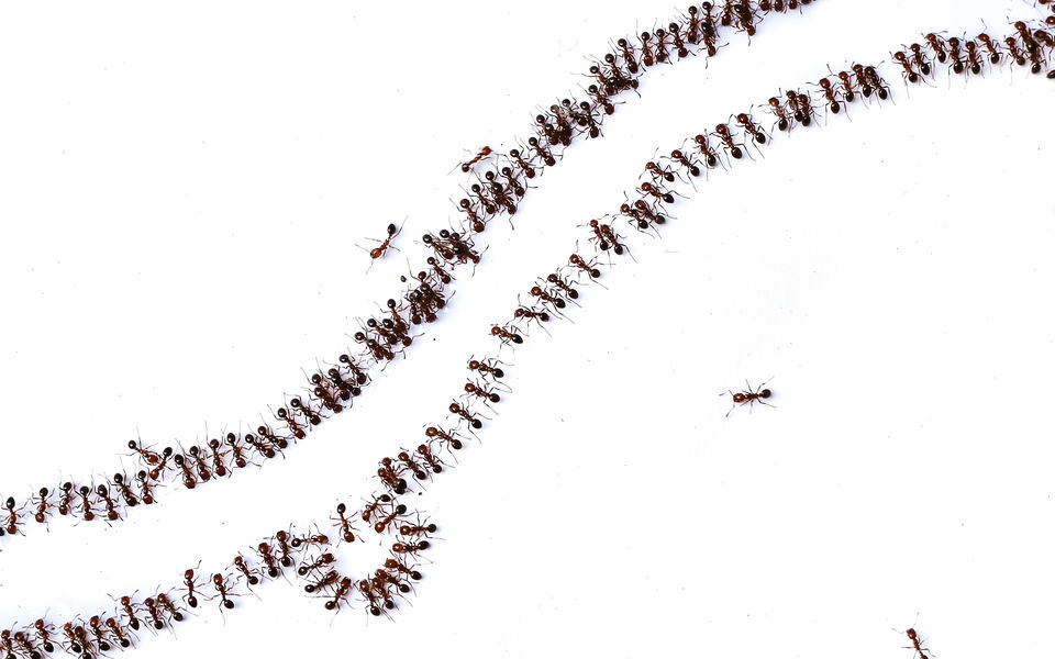 High angle view of ants on white backround