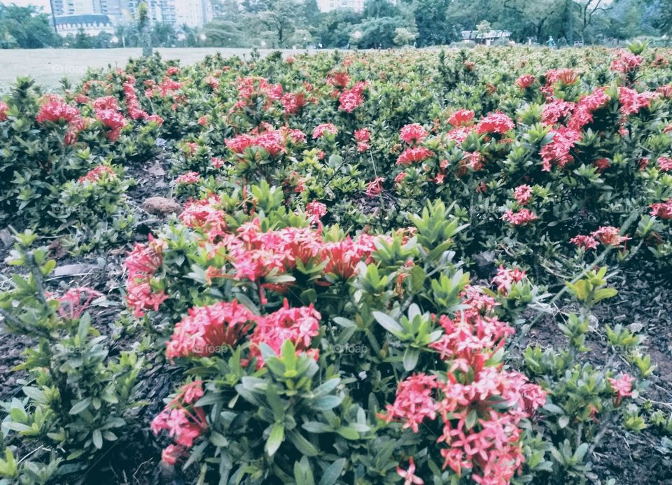 flower, spring, park, pink