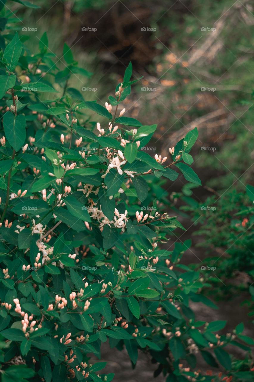 Macro closeup of fresh sprouting flowers