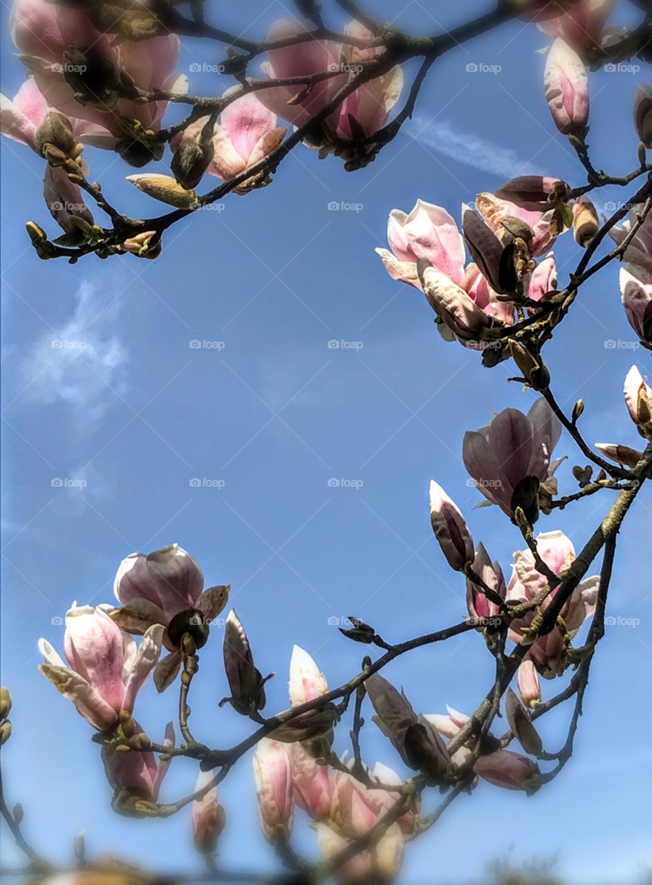 Magnolia in bloom