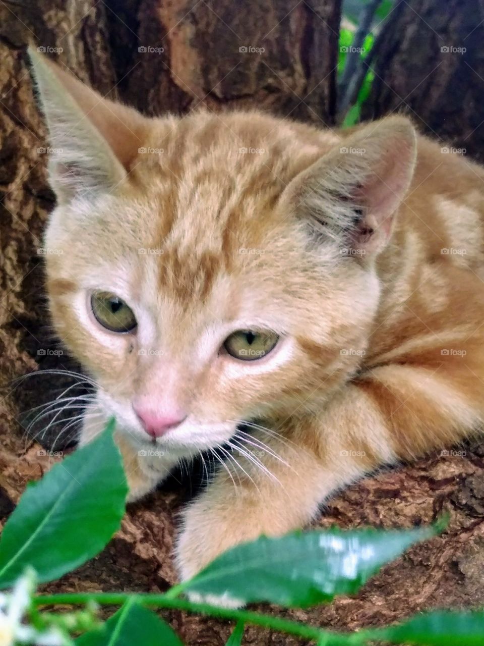 mi gato en un árbol