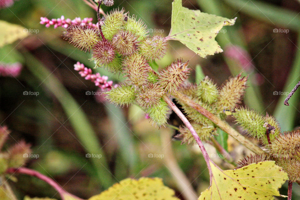 Pink and wild fuzzy plants