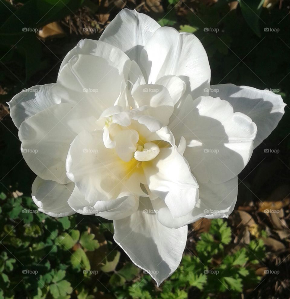 Flower, Flora, Nature, Garden, Blooming