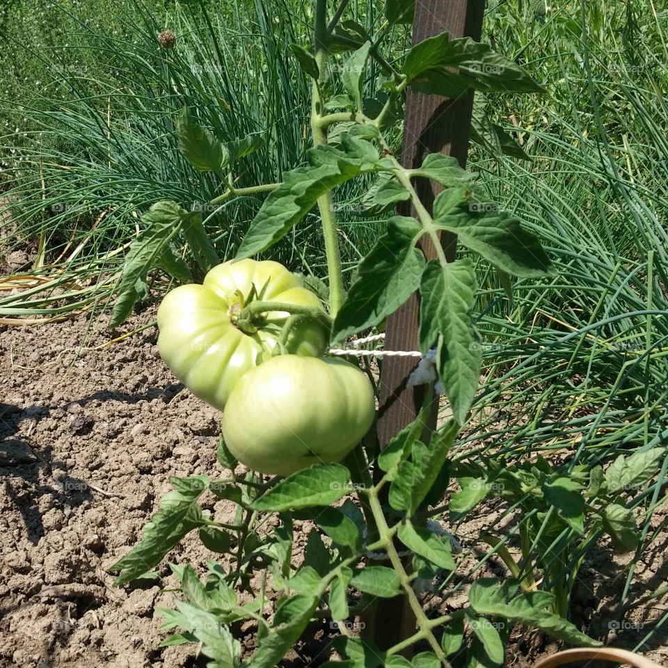 Green tomato from Slovenia
