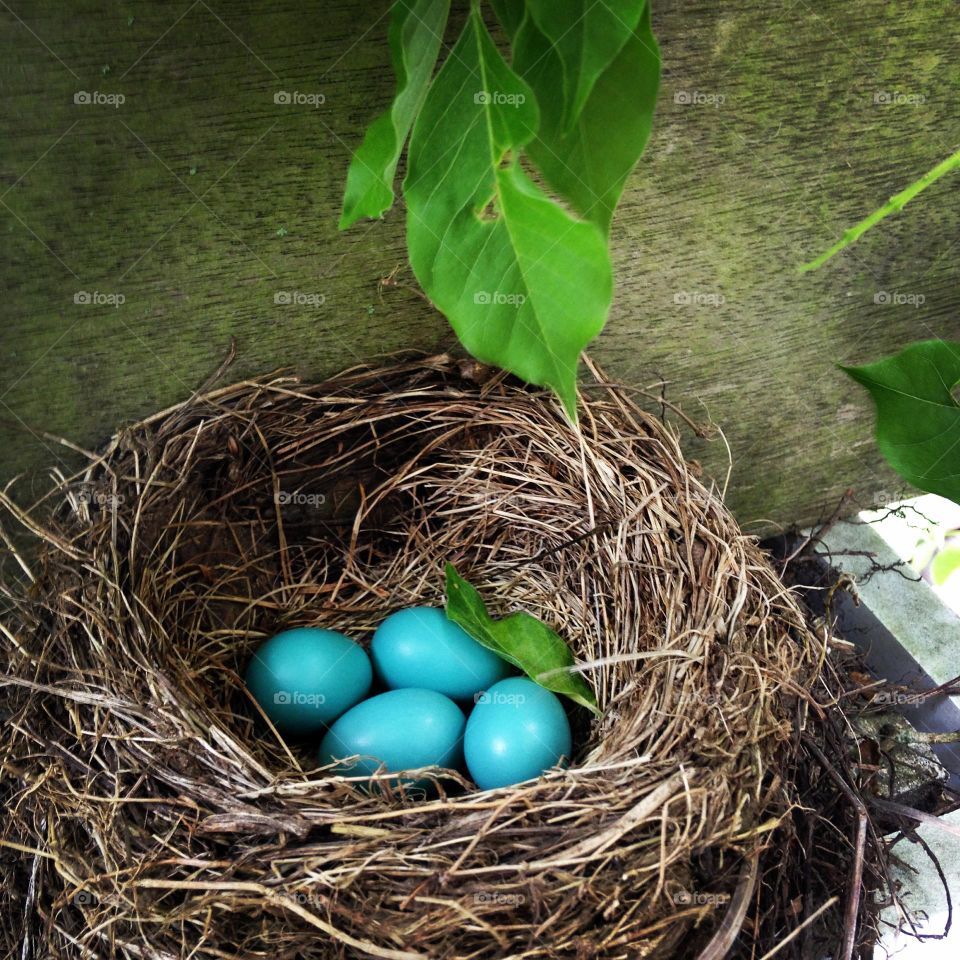 colored nest