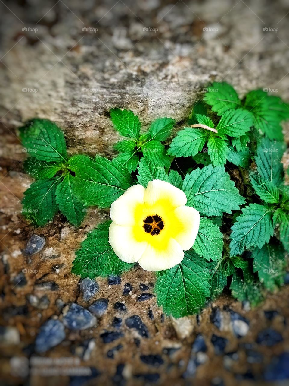 Na zona urbana no passeio nasce plantas e flores que dão mais brilho e beleza aquele lugar .