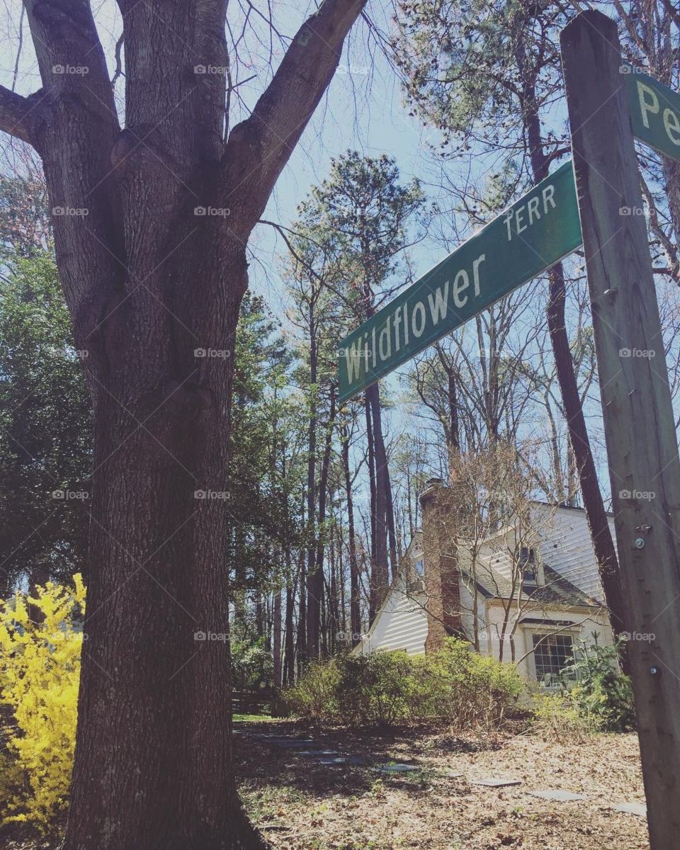 Even wildflowers can be beautiful.