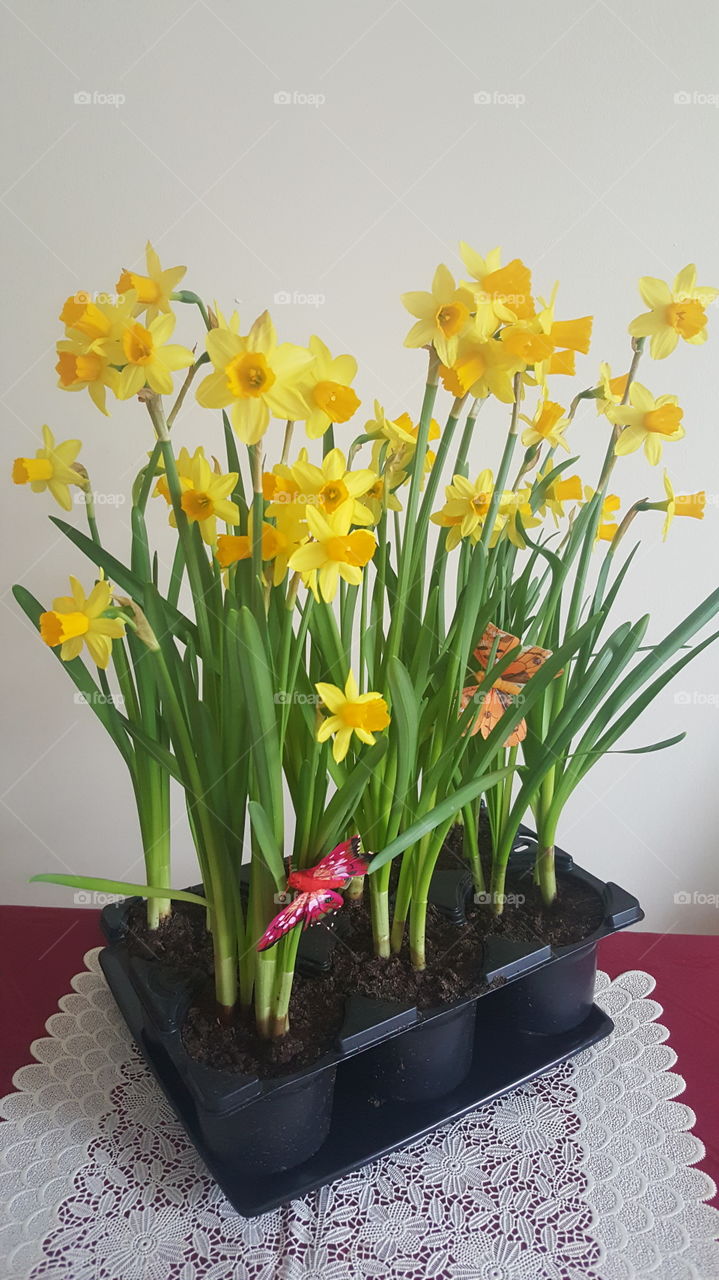 Daffodils