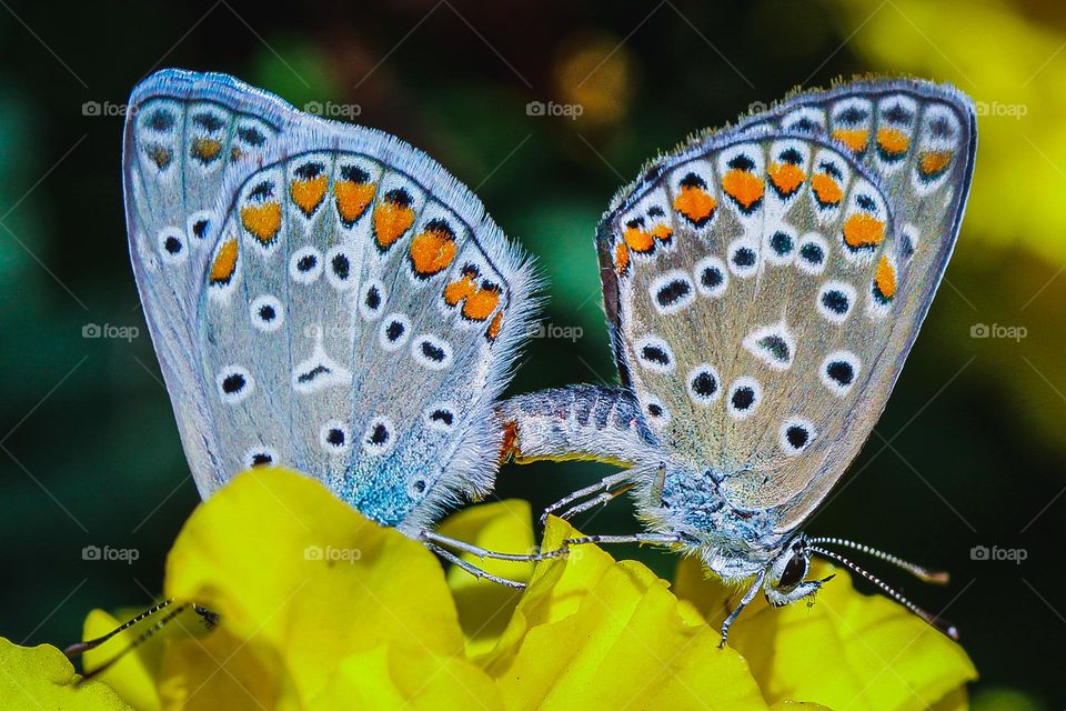 Autumn - The season of love moth blue butterflies