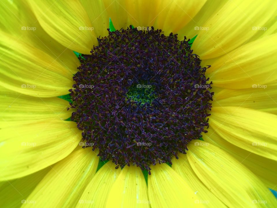 Happy sunflower