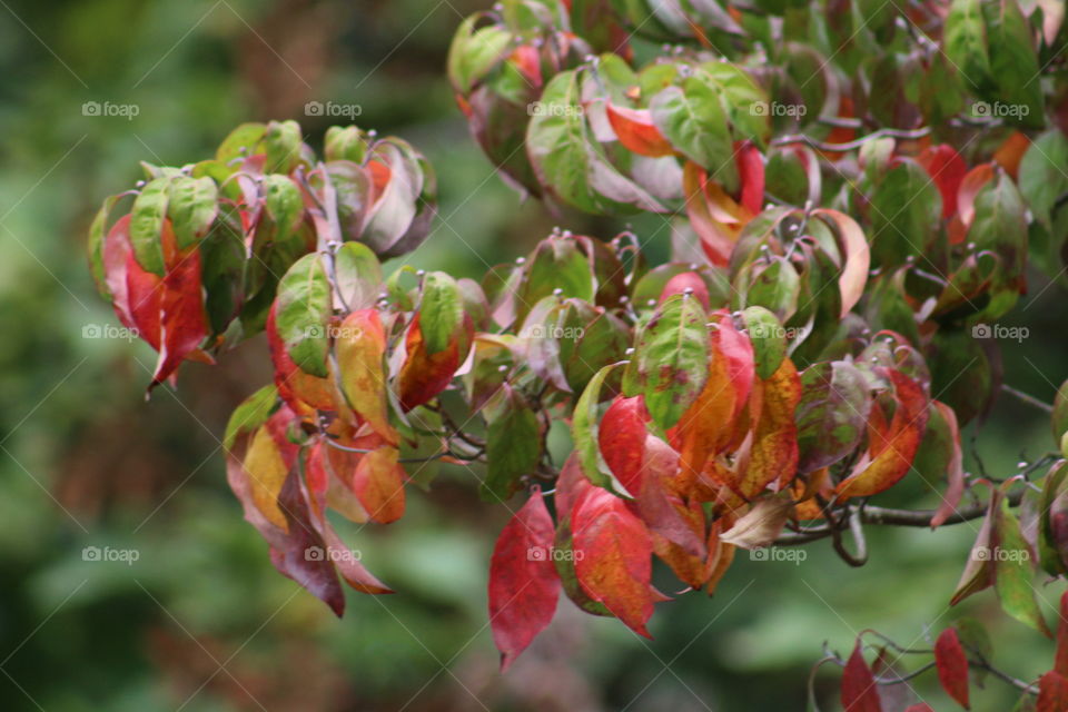 autumn fire burst