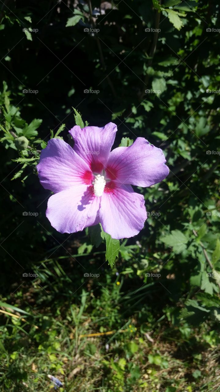 Hibiscus