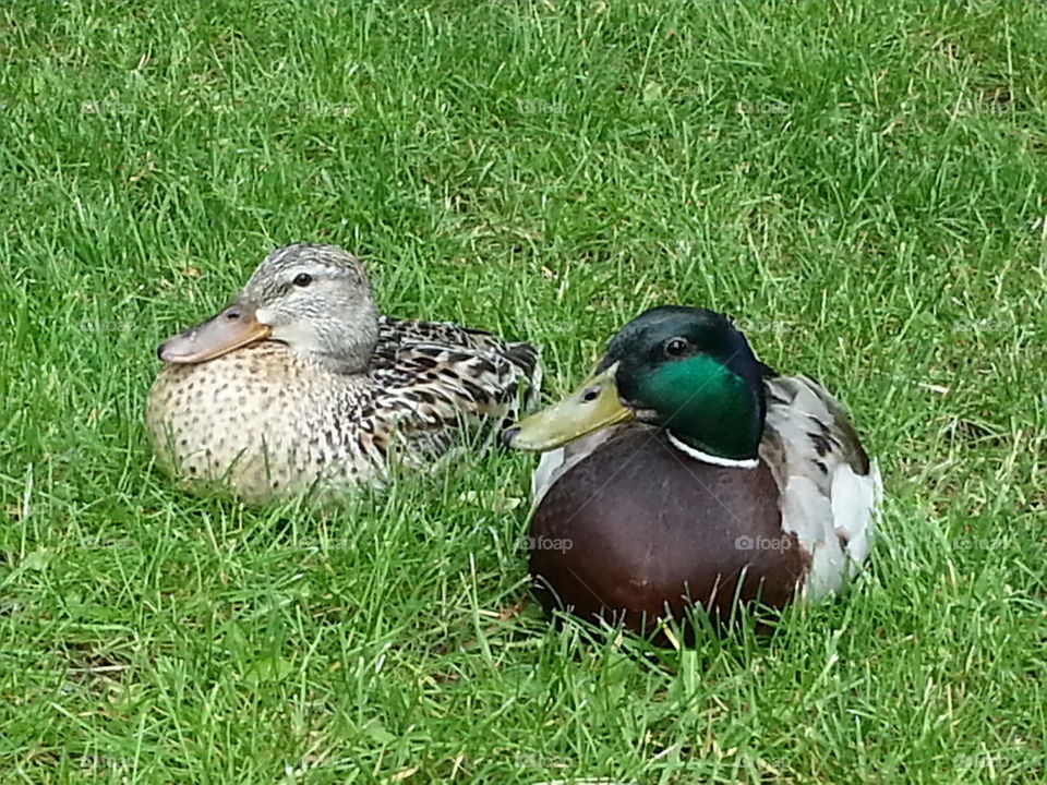 two ducks