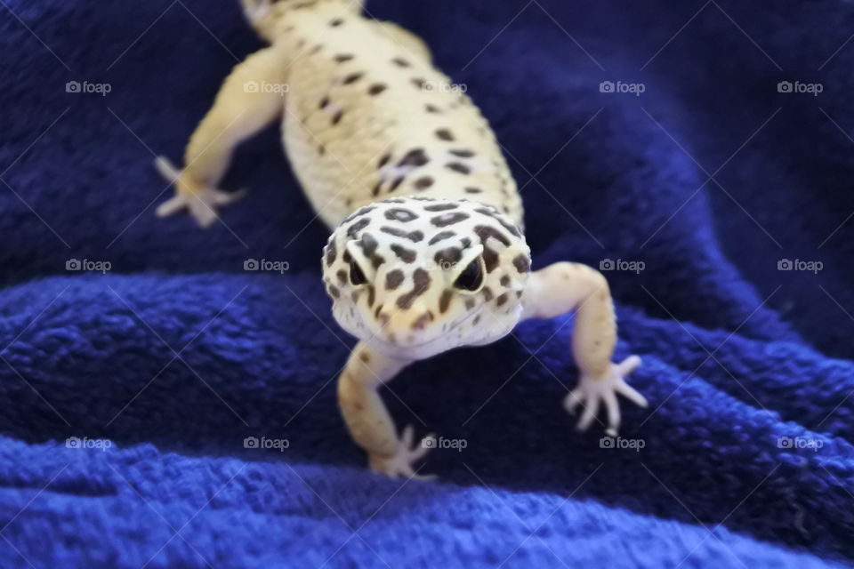 cute leopard gecko climbing happy pet