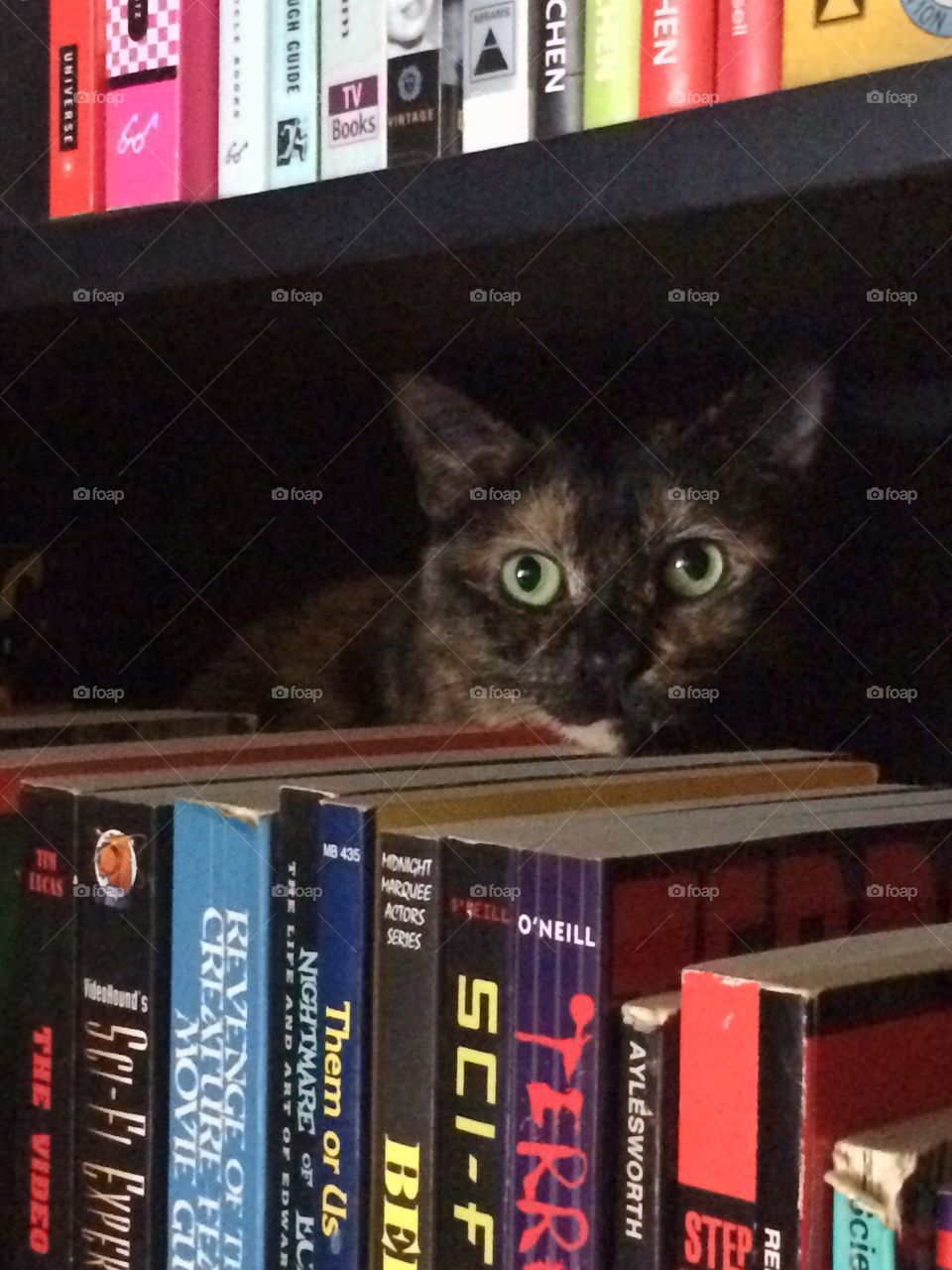 Cat hiding in bookshelf