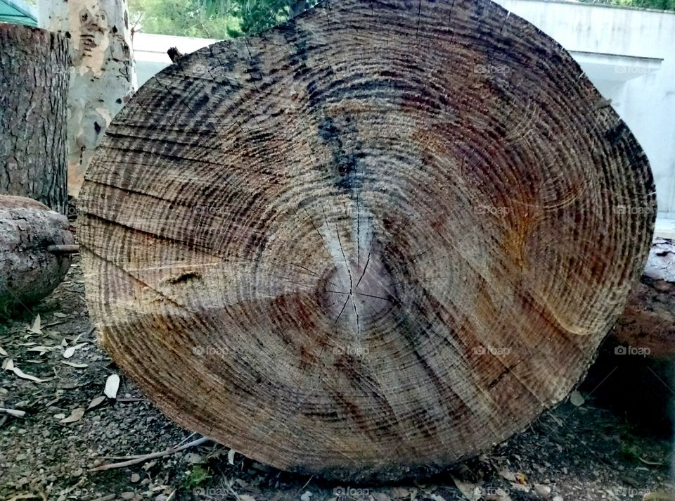 Annual growth rings well visible on a cut off trunk