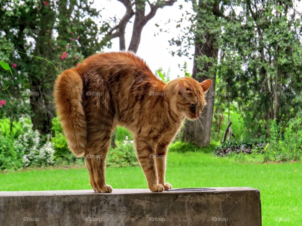 Mammal, Grass, Cat, Nature, Animal