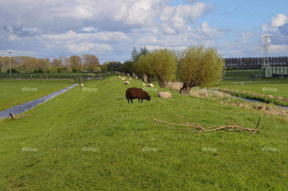 Sheeps In A Dutch Landscape