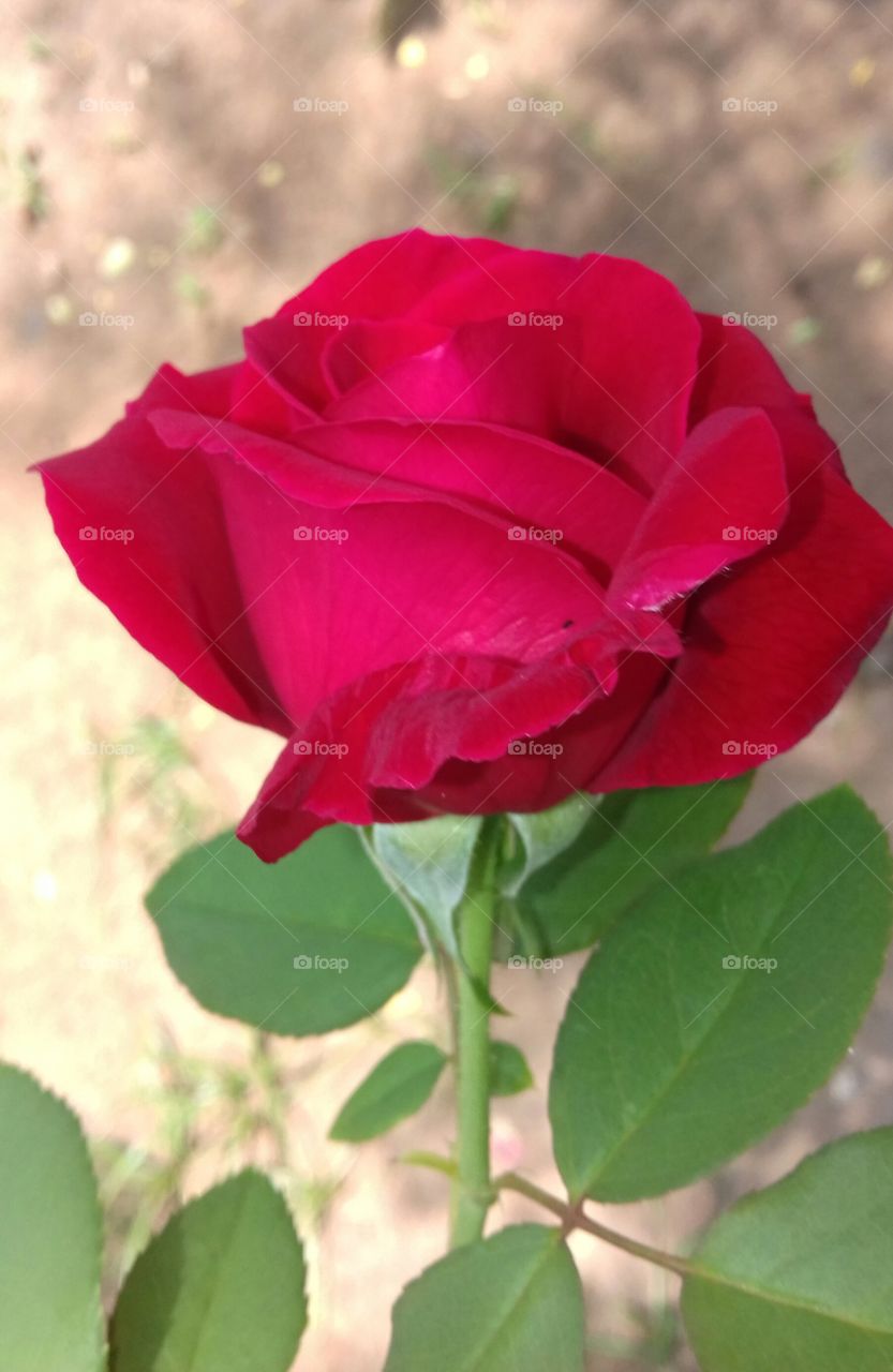 red rose