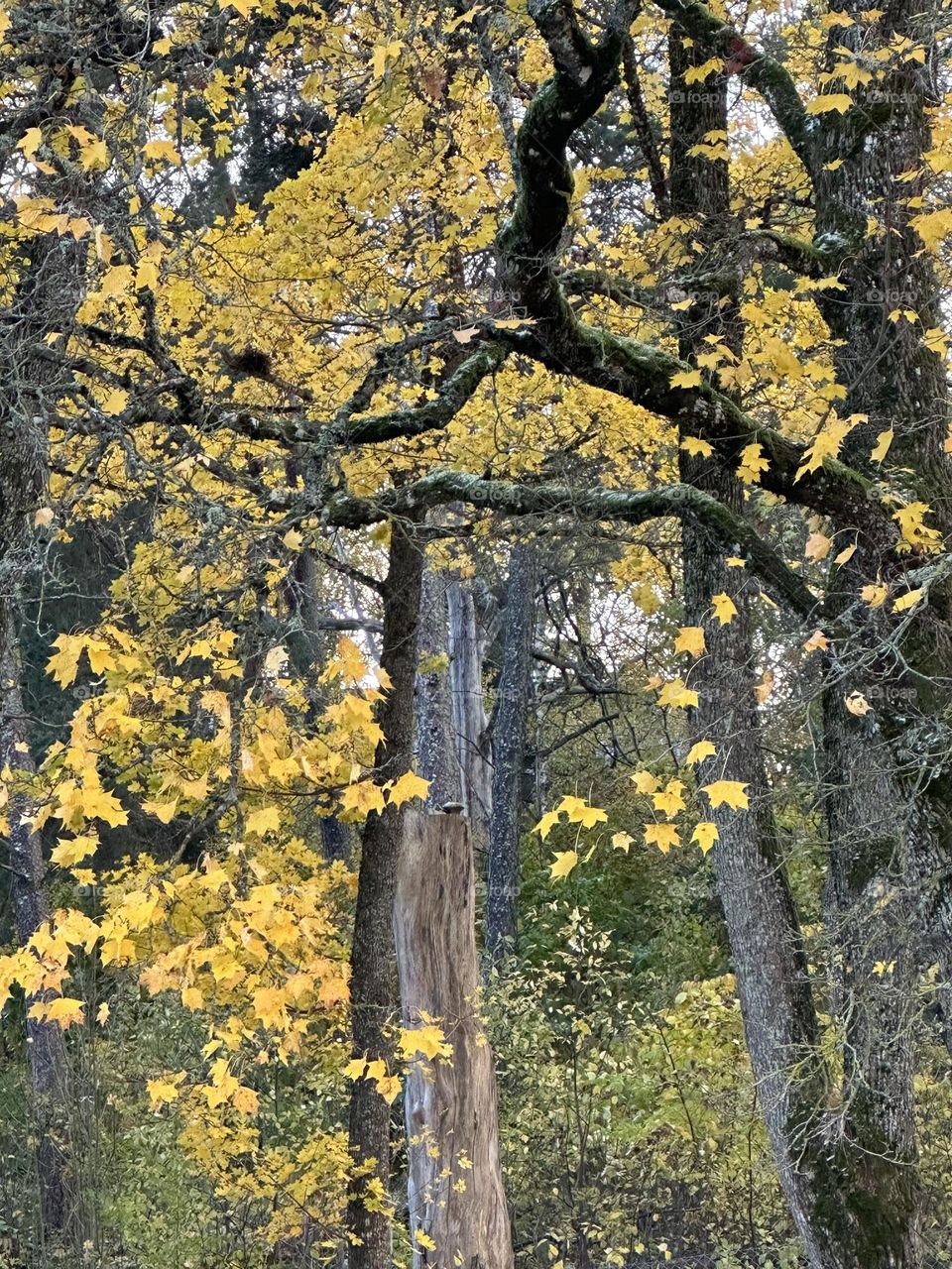 Yellow leaves - maple leaves - autumn - fall - nature - chill out - countryside - forest - fresh air