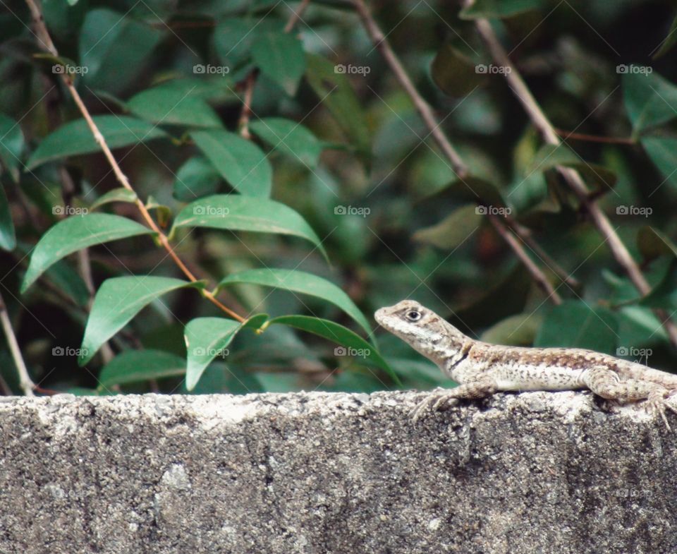 Lizard in Wall