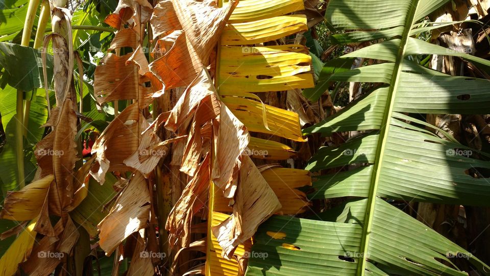 Plano de fundo com bananeiras.