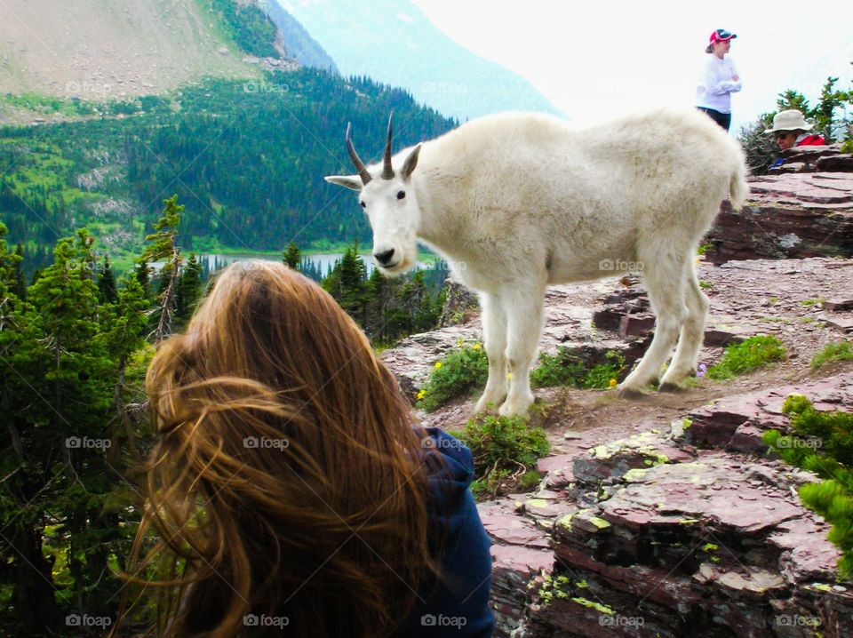 Close Encounters. Mountain Goat pays a visit, Montana