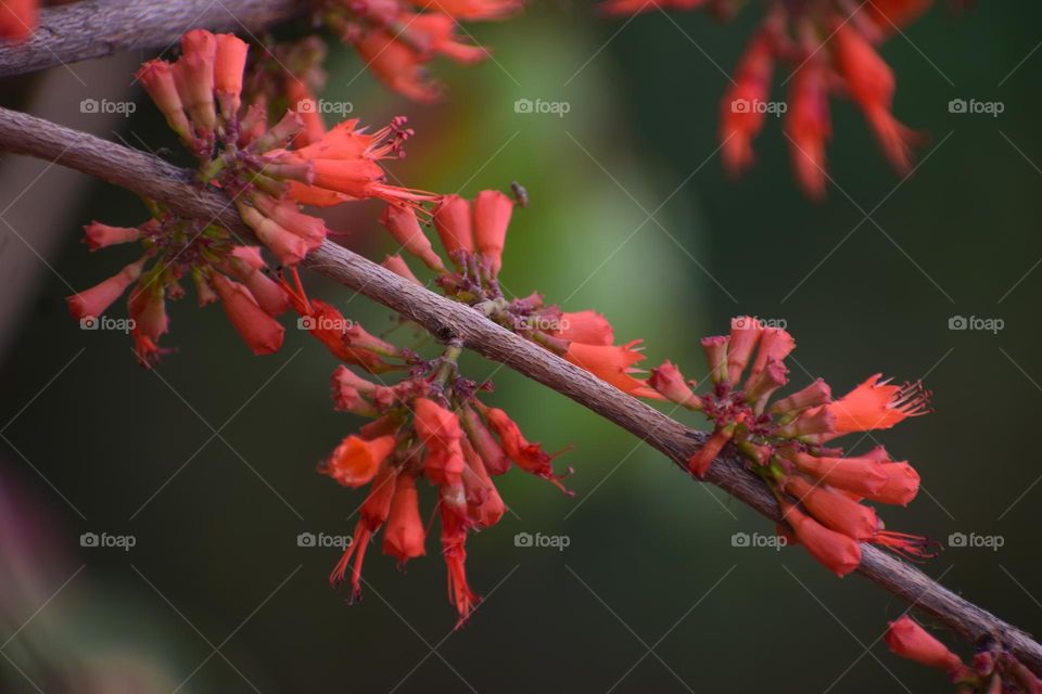 Combretum, the bushwillows or combretums, make up the type genus of the family Combretaceae. The genus comprises about 272 species of trees and shrubs