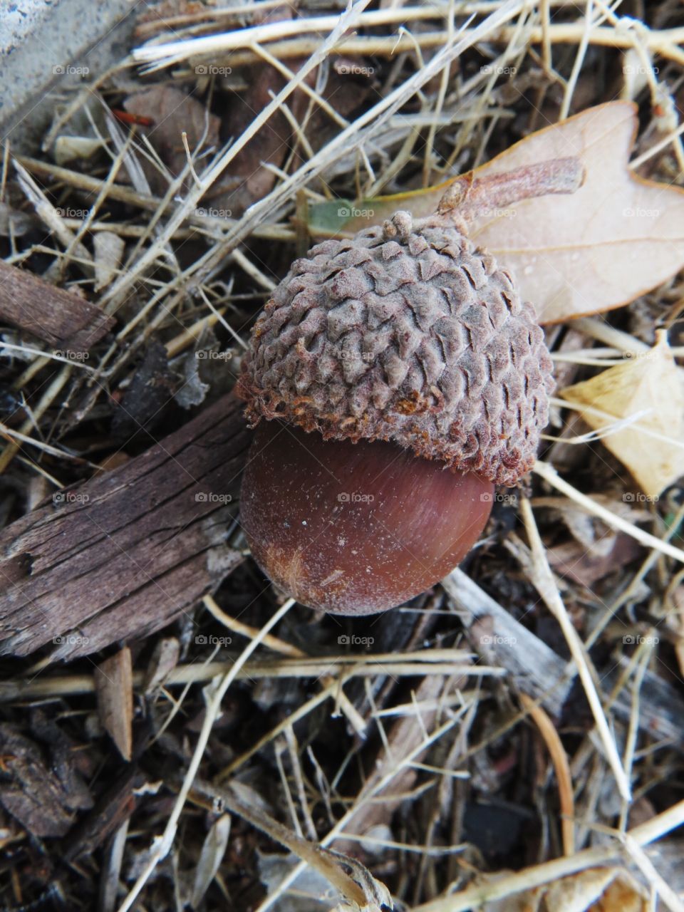 An acorn