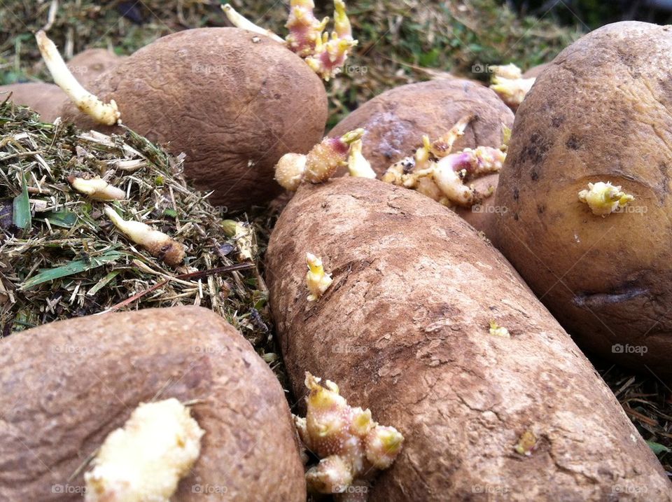 Potato propagation