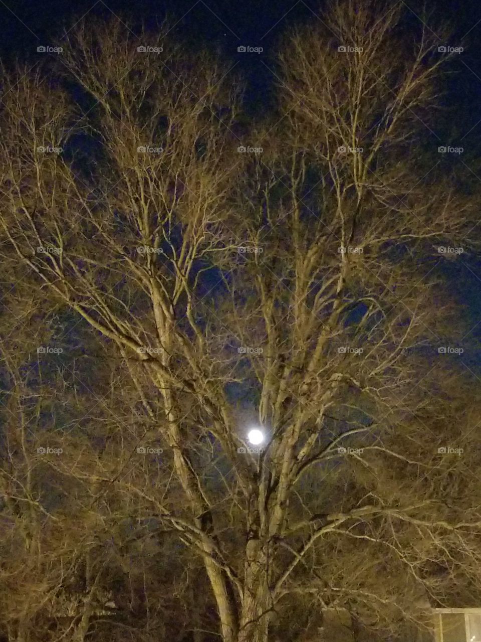 full moon behind an eerie tree. #fullmoon #moonlight #deepbluesky #eerienight #howlingwolves #lightingupthesky #brightnight