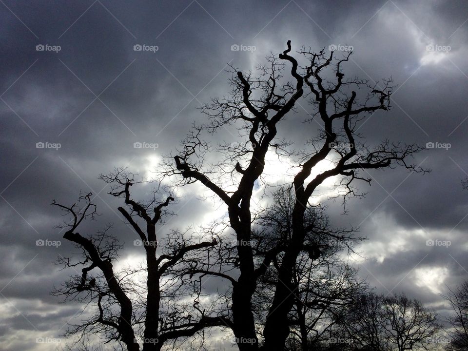 Eerie trees 