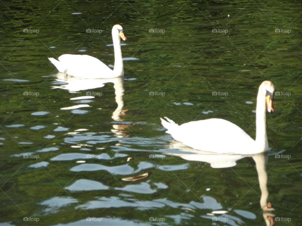 Two Beautiful Swans