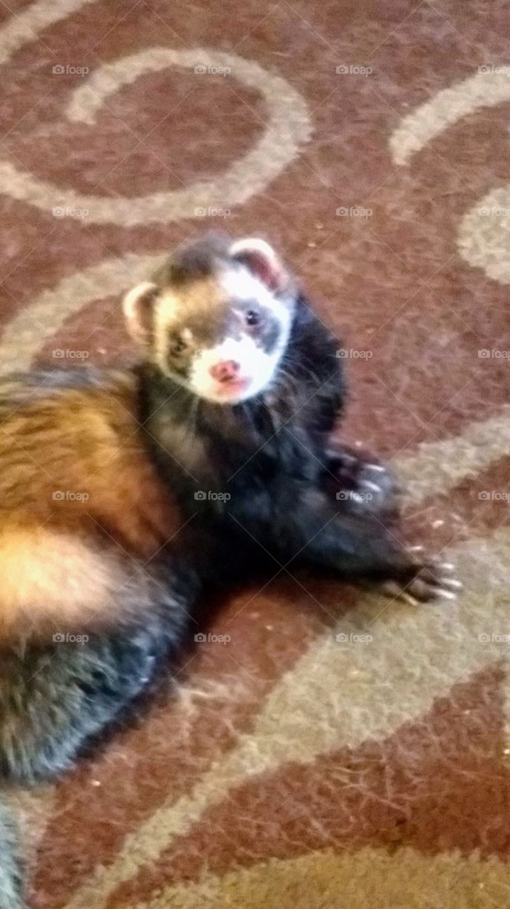 Ferrets are full of love and antics, sitting still now and then.