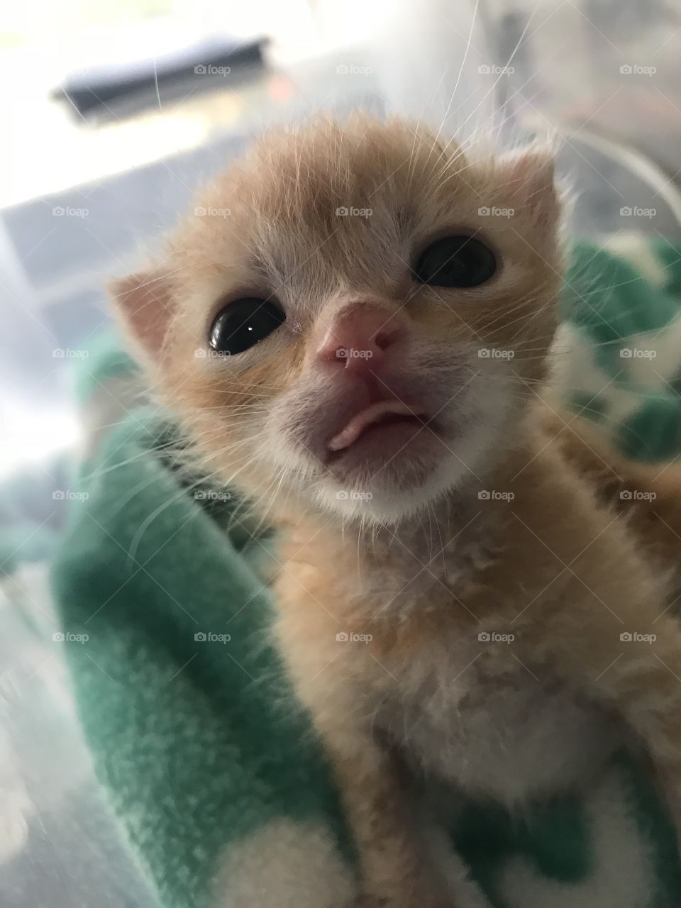 The faces of kitten rescue