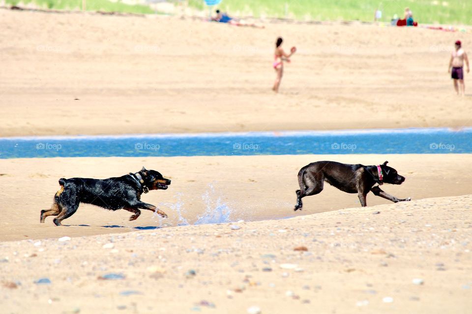 Happiest dogs on the beach