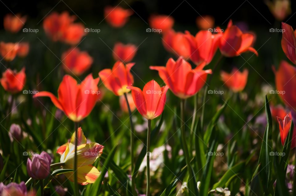 Tulips blooming