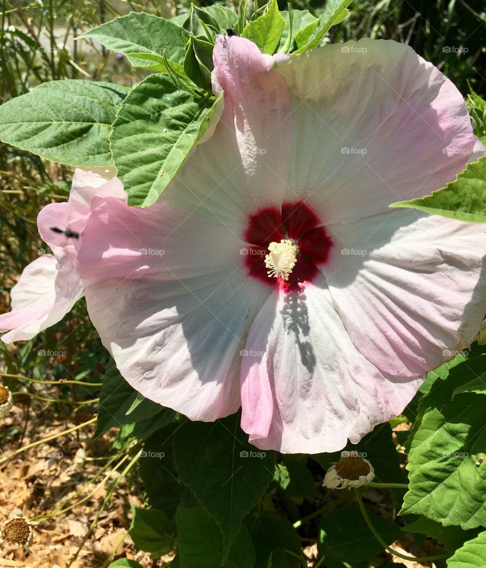 Hibiscus closeup 