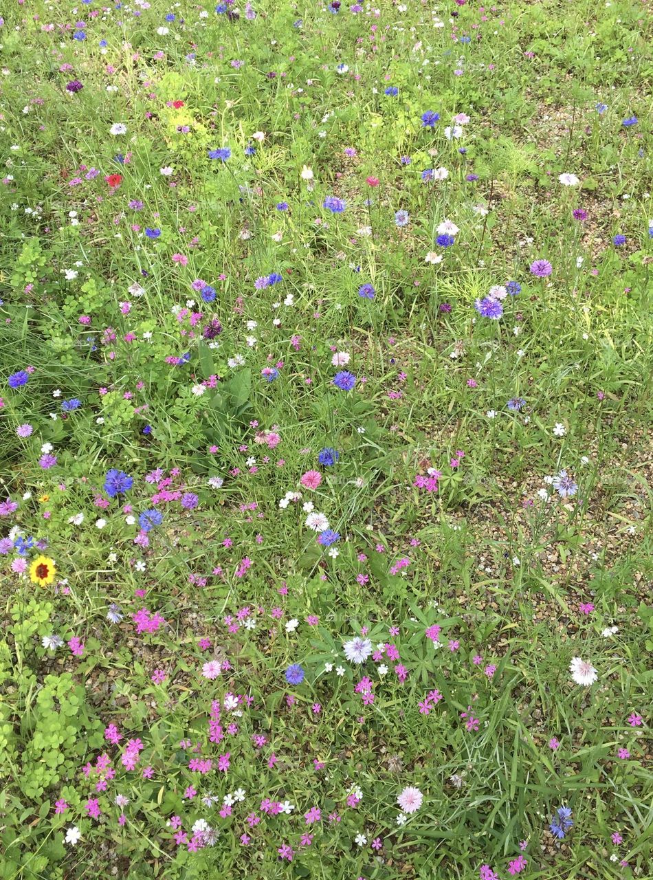 A wildflower garden stretches across the field, a vibrant tapestry of tiny flowers in shades of red, white, pink, purple, yellow, and fuchsia. Each individual flower is small and overlooked on its own, but together create a colorful mosaic.