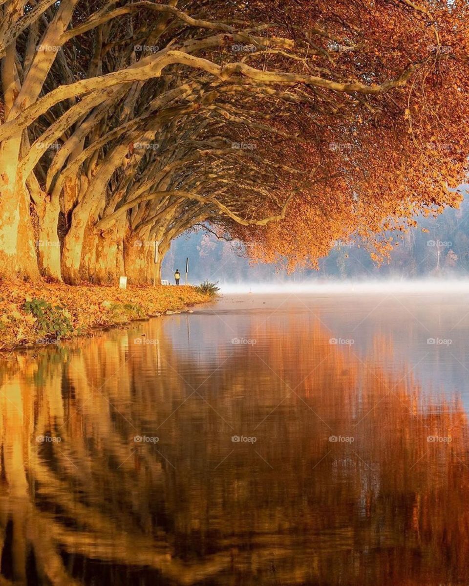 natural yallow tree land view