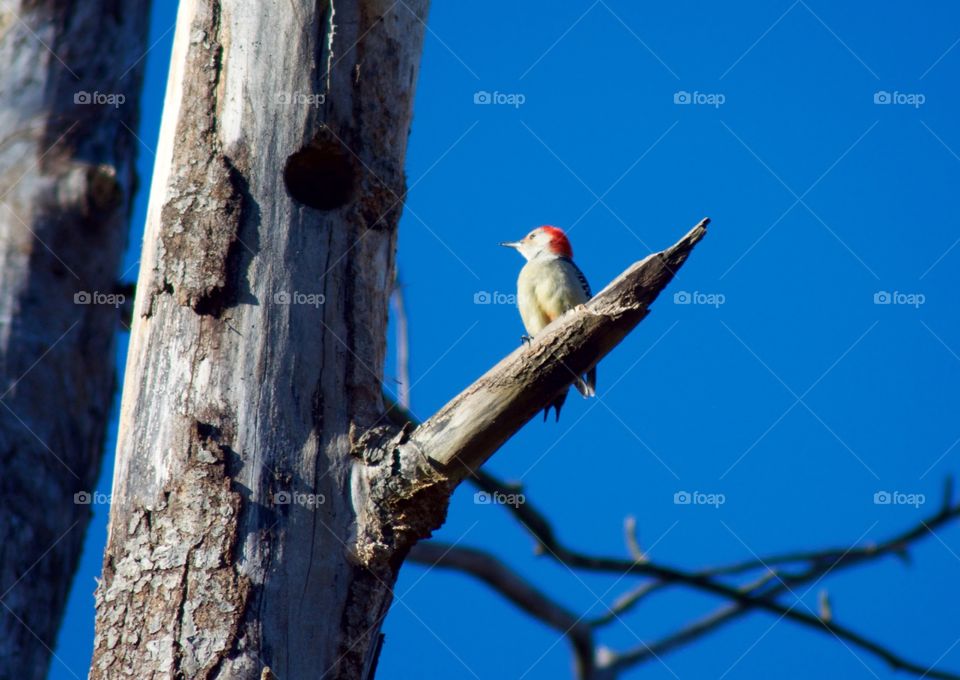 Red breasted woodpecker