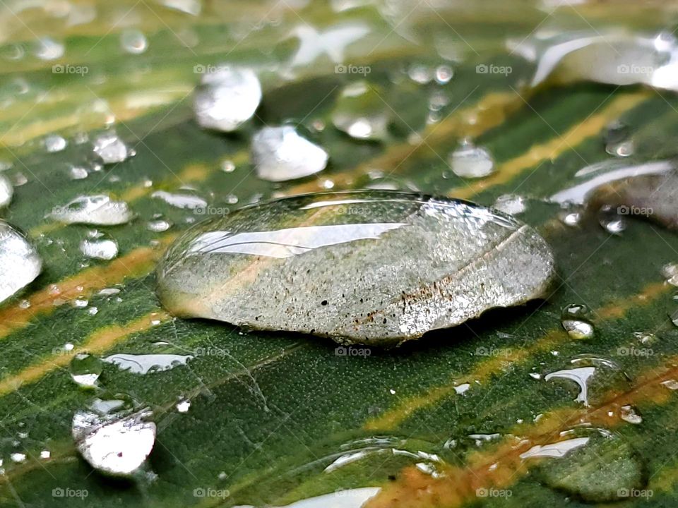 Liquids - Rain drops on the colorful green with yellow stripes tropicana cana leaves.