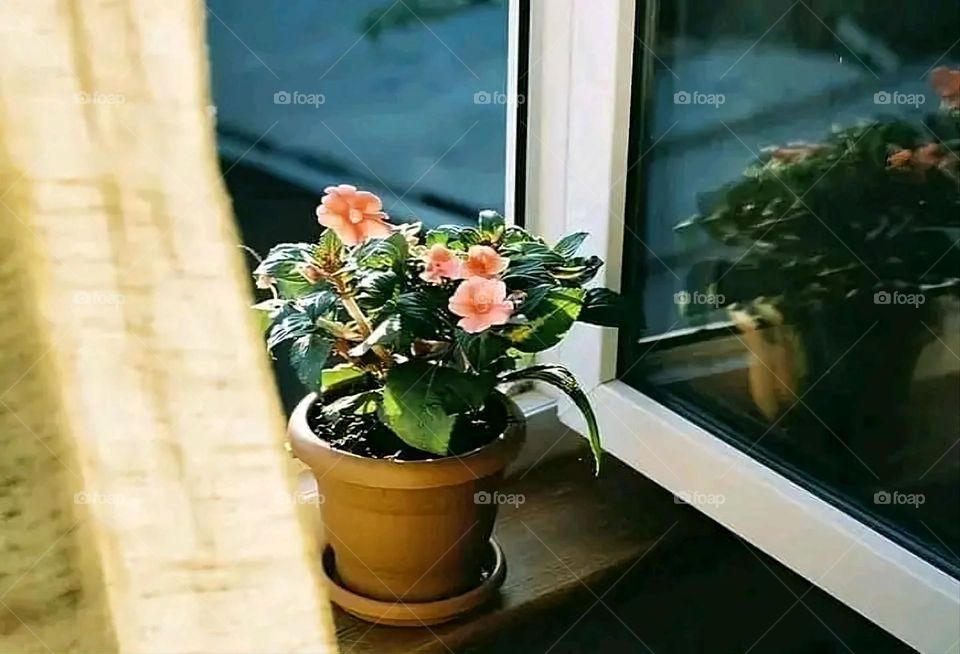 A very beautiful picture, and there is no better picture than it. There is no better picture of green herbs and colorful, red and white roses than it. Glory be to God, the natural and picturesque view, and there is no more wonderful picture than it.