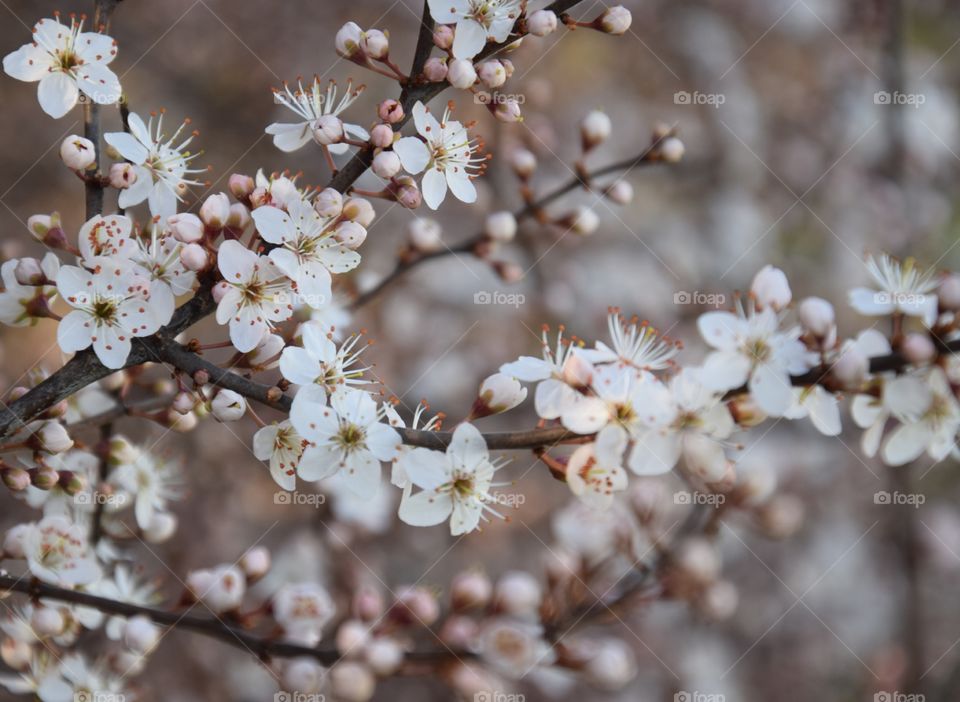 Spring flowers, monochrome