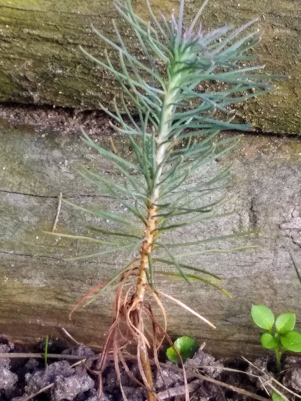 tiny evergreen tree