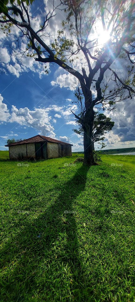 a sombra da natureza