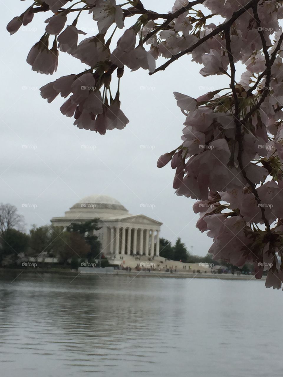 Cherry blossom Washington, D.C. 