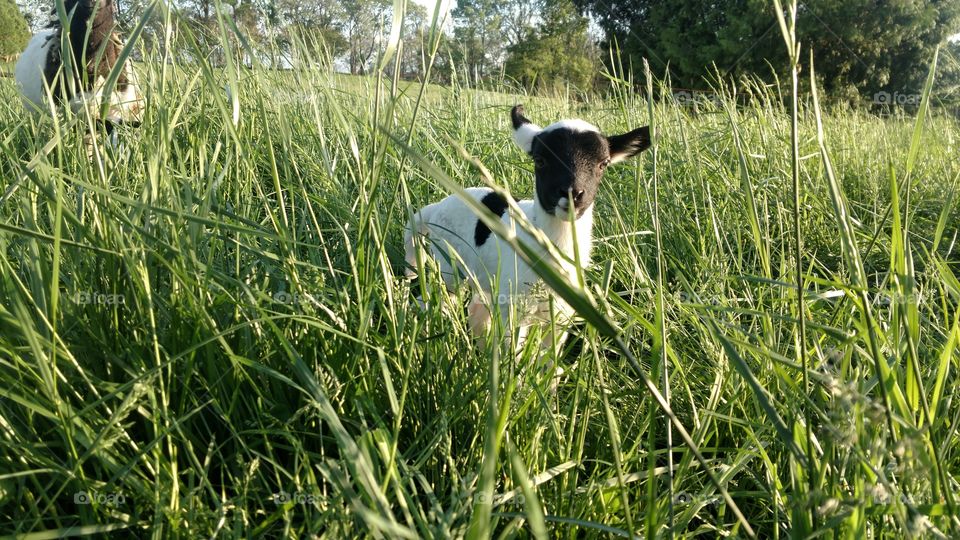 Grass, Hayfield, Nature, Field, Summer