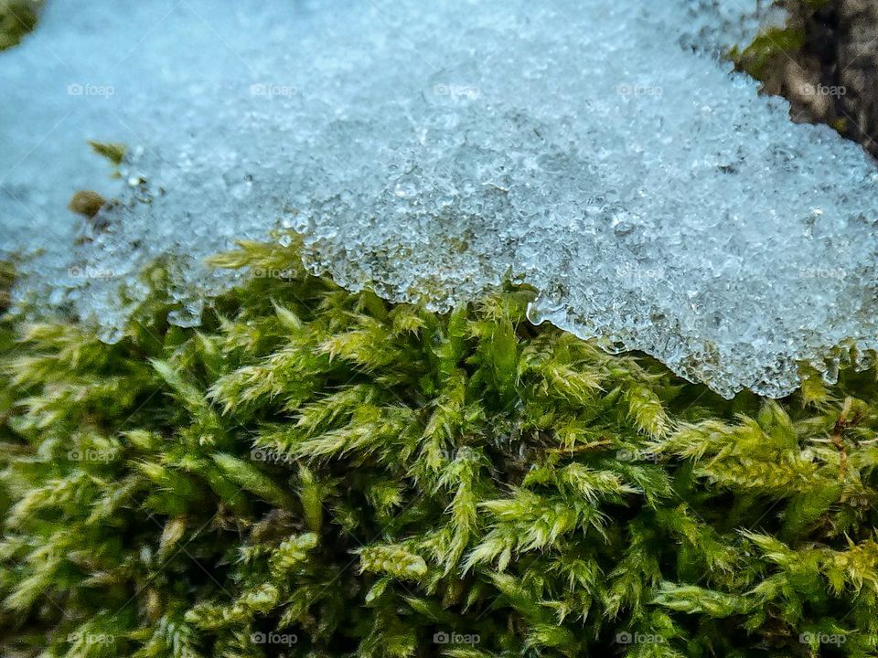 The snowflakes that formed a snow cover covering the moss are at the same time protecting and feeding it with water.